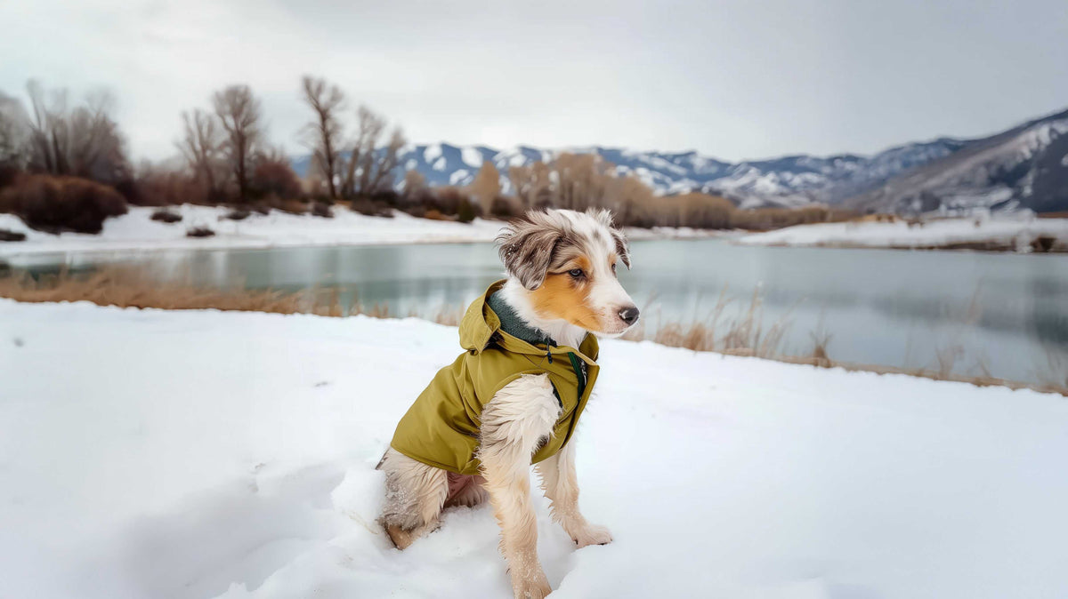 Dog Essentials